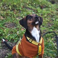 Bim - aktive Knutschkugel, Hündin zur Adoption