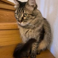 Hübsche, schüchterne Katze Kicha, Katze zur Adoption
