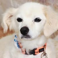 Ivan, kleiner Herzenshund, ca. 13 J 5245, Hund zur Adoption