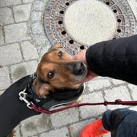 Luna  Lou, zurückhaltende Hündin, ca. 9, Hündin zur Adoption