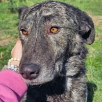 sanfte Seele sucht liebevolles Zuhause, Hund zur Adoption