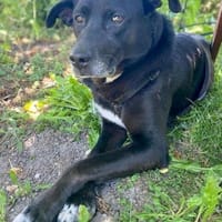 Hübscher Bean wartet in Deutschland, Hund zur Adoption