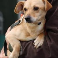 Kiani - verschmust u. sehr lieb, Hündin zur Adoption