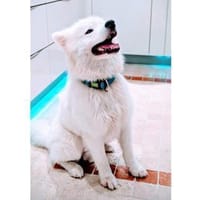 Samojedenrüde Malvin, Hund zur Adoption