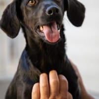 Sugar- bald auf Pflegestelle in D, Hündin zur Adoption