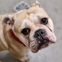 Hope sucht ihr Für immer Zuhause, Hündin zur Adoption