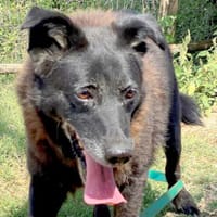 Traumhündin Lotta wartet in Deutschland, Hündin zur Adoption