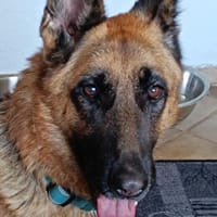 tolle Hündin sucht ihren Traumplatz, Hündin zur Adoption