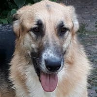 Dario - sanfter Riese aus Lazio, Hund zur Adoption