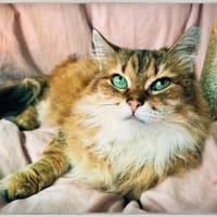 Hexel-Bretzel, Kuschel-Wuschel!, Katze zur Adoption