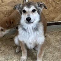 Unter keinem gutem Stern geboren!, Hund zur Adoption