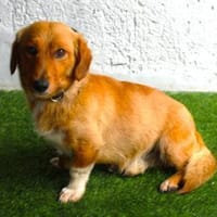 kleine Knutschkugel sucht seine Menschen, Hund zur Adoption