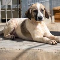 Bora - auf Pflegestelle in DE, Hündin zur Adoption