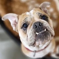 Heaven sucht ihr Für immer Zuhause, Hündin zur Adoption