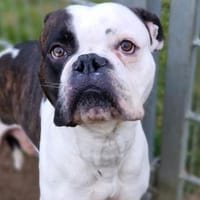 Boxer Uwe sucht seine Menschen, Hund zur Adoption