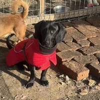 Louis, klein, schwarz, zutraulich sucht, Hund zur Adoption