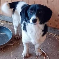 Charmante Barbi sucht warmen Platz, Hündin zur Adoption