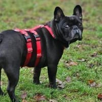 Boni liebt Menschen, Hund zur Adoption