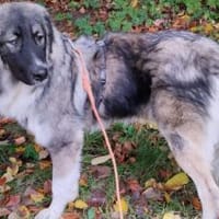 Balthasar - wer sonst?!, Hund zur Adoption