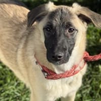 Lebensfroher Rüde Rico, Hund zur Adoption