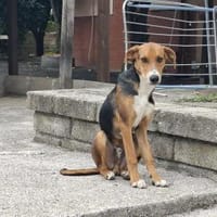 Ettore 💙💙💙 Wer heilt seine Seele?, Hund zur Adoption