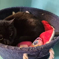 GRAPHENE, chatte à adopter