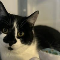 ERIM, chat à adopter