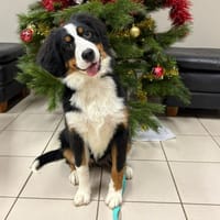 AKIRA, chienne à adopter