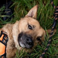 Maco, chien à adopter