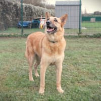 MACO, chien à adopter