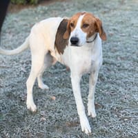 Tina CAA14369, chienne à adopter