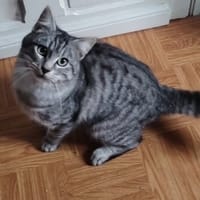 WISKAS, chat à adopter