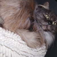 PIN-UP, chatte à adopter