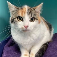 COMPOTINE, chatte à adopter