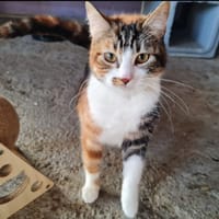 ZIA, chatte à adopter