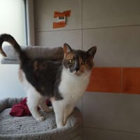 camaïeu, chatte à adopter