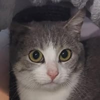 PAILLETTE, chatte à adopter