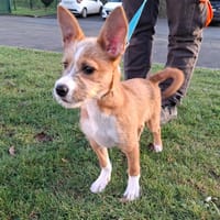 Elmer, chien à adopter