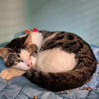 GANDALF, chat à adopter