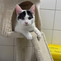 BIANCA, chatte à adopter