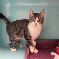 FRIPOUILLE, chatte à adopter