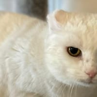 VILMA, chatte à adopter