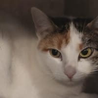 DIANE, chatte à adopter