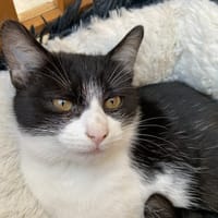 HEAVEN, chat à adopter