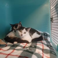 ANNE-CAROLE, chatte à adopter