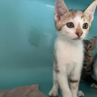 ARLO, chat à adopter