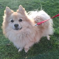 PACO, chien à adopter