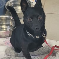 LORENE, chienne à adopter