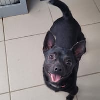 LARRY, chien à adopter