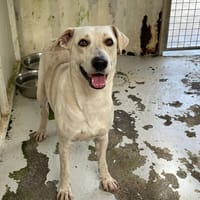 SHABA, chien à adopter